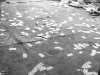 Нарковойны 2008