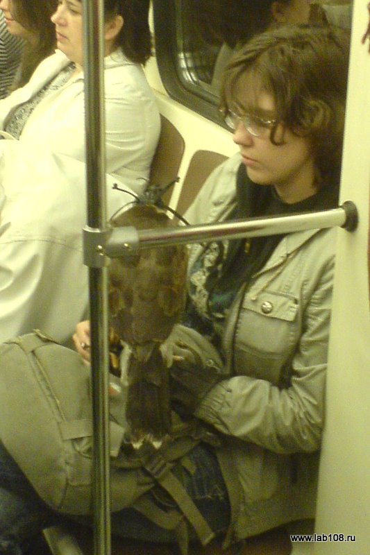 Девушка с соколом Девушка с соколом